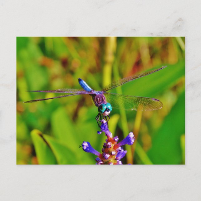 Teal Rainbow Dragonfly Postcard (Front)