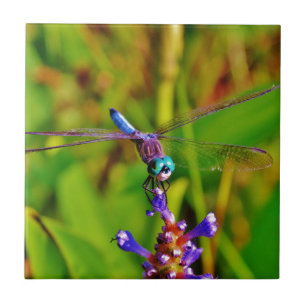 Teal Rainbow Dragonfly Tile