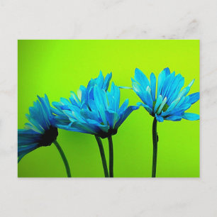Teal Turquoise Daisies on Lime Green Flowers Gifts Postcard