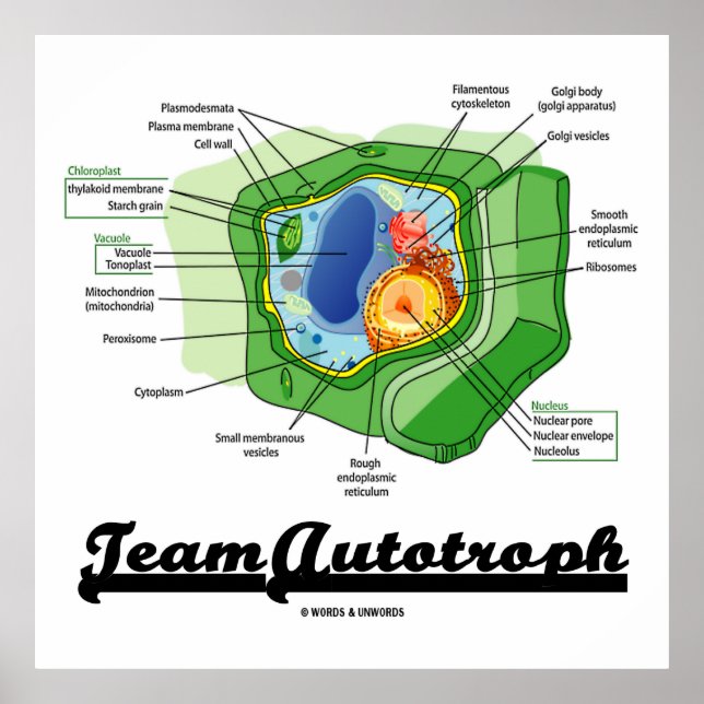 Team Autotroph (Plant Cell Biology) Poster (Front)