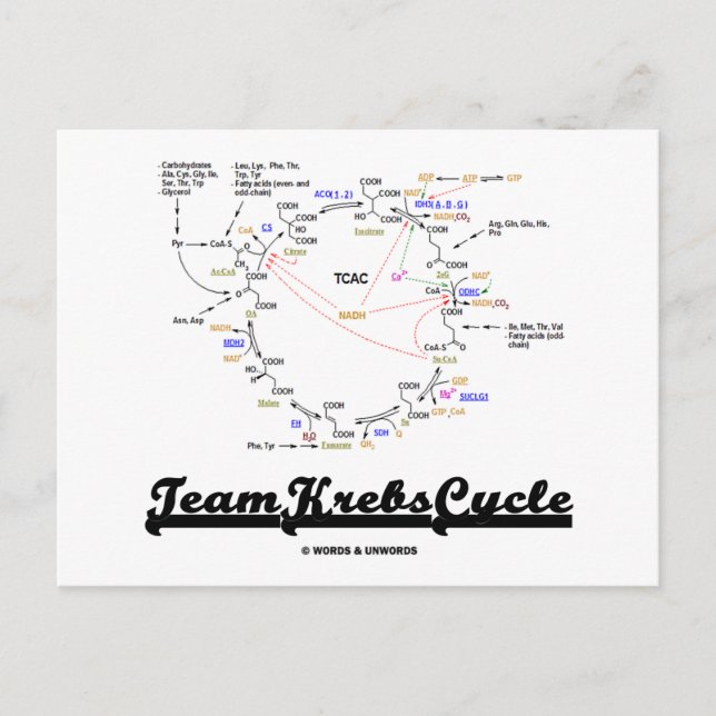 Team Krebs Cycle (Citric Acid Cycle - TCAC) Postcard (Front)