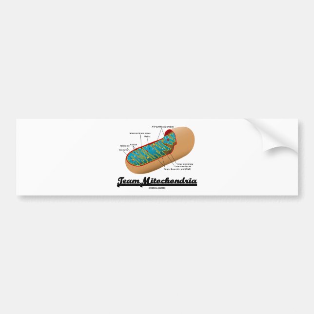 Team Mitochondria (Mitochondrion Humour) Bumper Sticker (Front)