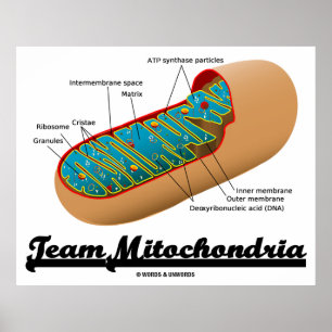Team Mitochondria (Mitochondrion Humour) Poster