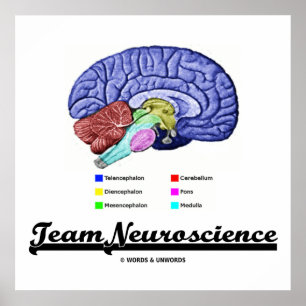 Team Neuroscience (Brain Anatomy Attitude) Poster
