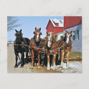 Team Of Amish Horses Postcard
