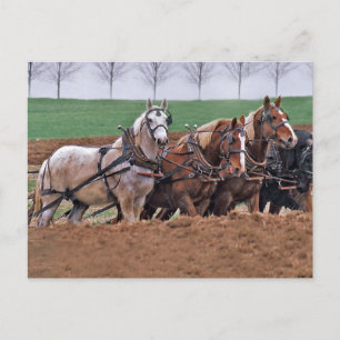 Team of Horses(2)-Postcard Postcard