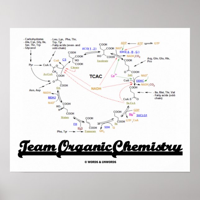 Team Organic Chemistry (Krebs Cycle TCAC) Poster (Front)