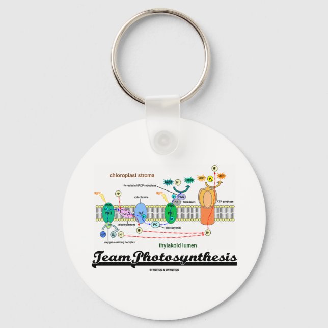 Team Photosynthesis (Light-Dependent Reactions) Key Ring (Front)