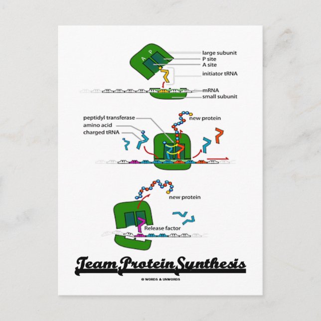 Team Protein Synthesis Postcard (Front)
