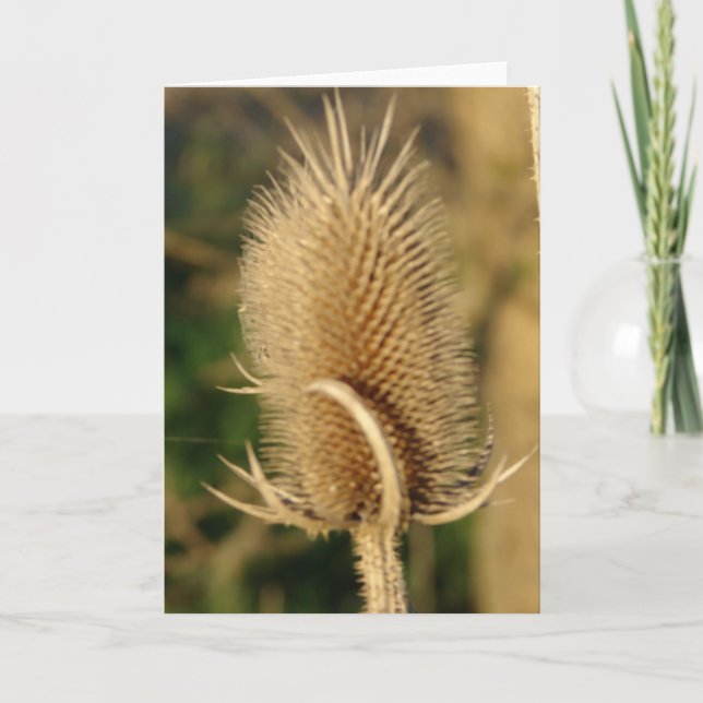 Teasel Card (Front)