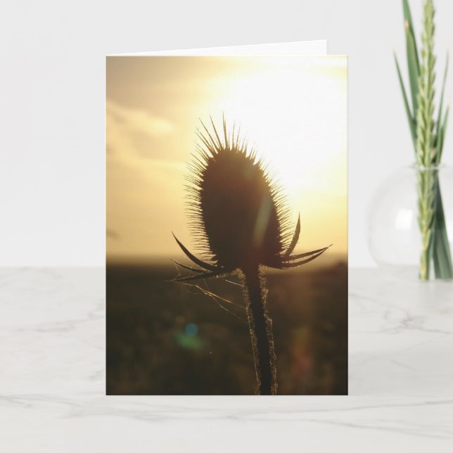 Teasel Sunset Card (Front)