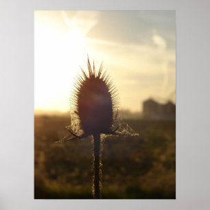 Teasel Sunset Poster