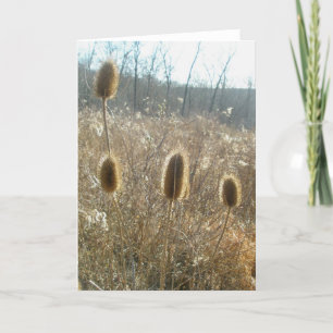Teasels Card