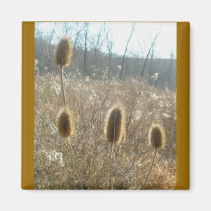 Teasels Magnet