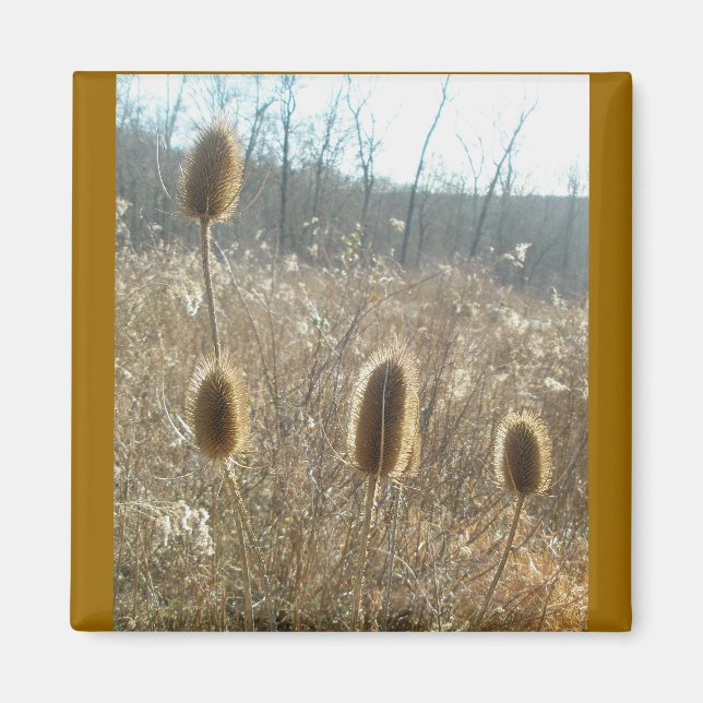 Teasels Magnet (Front)