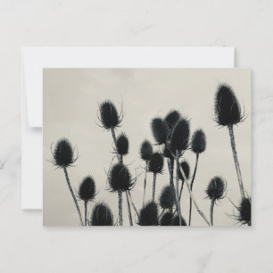 Teasels Postcard