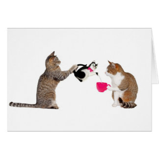 Teatime for kitty cats