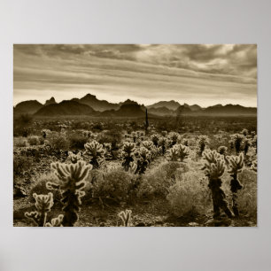 Teddy Bear Cactus Poster