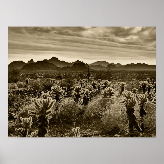 Teddy Bear Cactus Poster (Front)