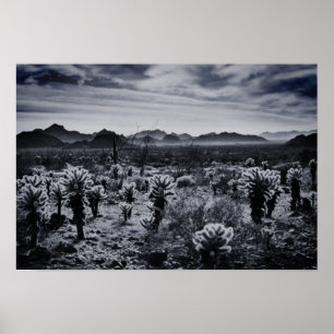 Teddy Bear Cholla Cactus Desert Plants Poster