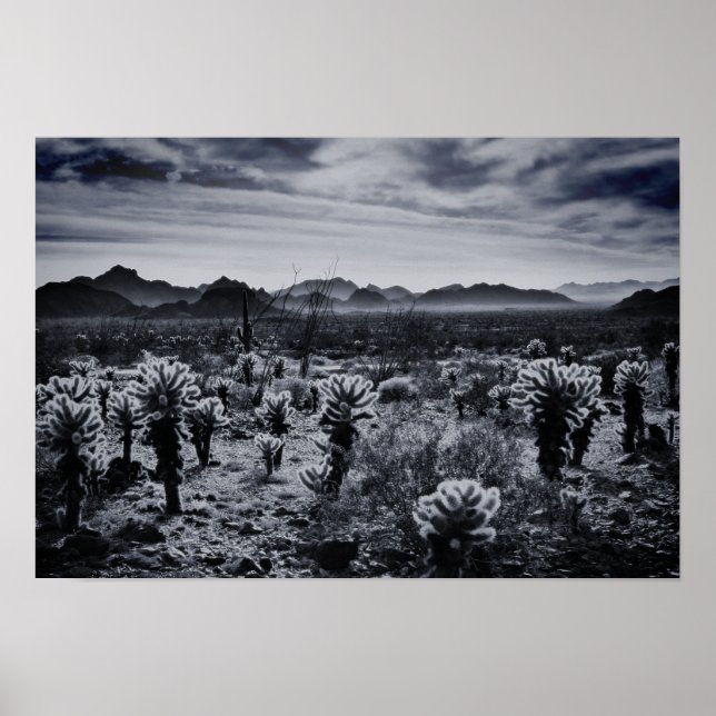Teddy Bear Cholla Cactus Desert Plants Poster (Front)