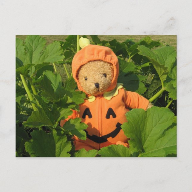 Teddy Bear in the Pumpkin Patch Postcard (Front)