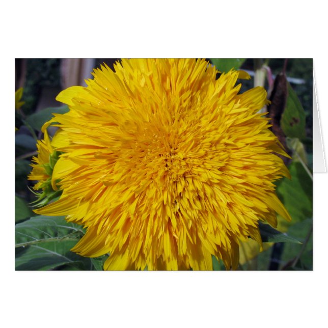 Teddy Bear Sunflower (Front Horizontal)