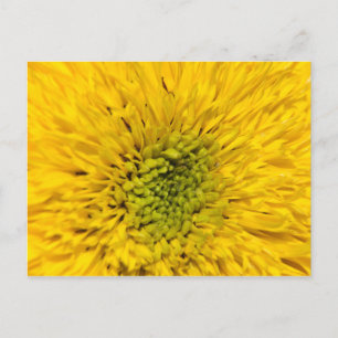 Teddy Bear Sunflower Postcard