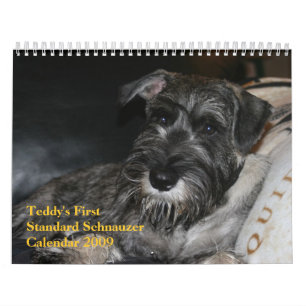 Teddy's First Standard Schnauzer Calendar 2009