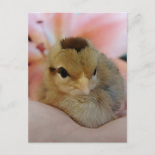 Teeny Baby Chicken in my  hand Postcard