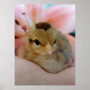 Teeny in hand poster