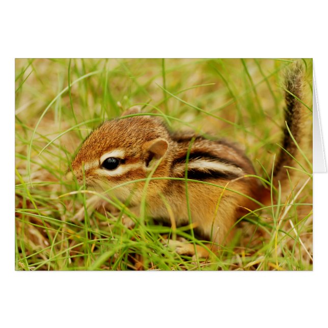 Teeny Tiny Baby Chipmunk (Front Horizontal)