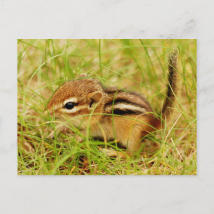 Teeny Tiny Baby Chipmunk Postcard