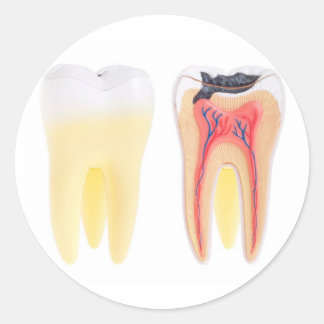 Teeth Anatomy Classic Round Sticker