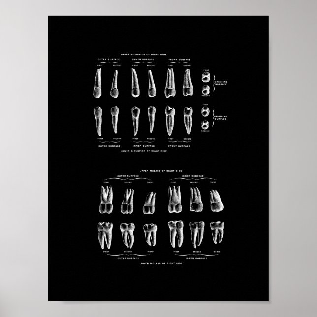 Teeth Anatomy in Black and White print. Poster (Front)