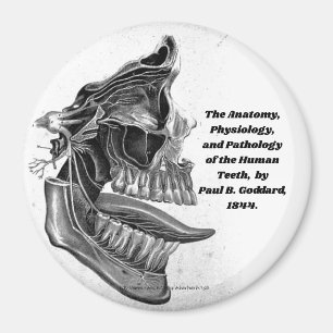 "Teeth" Magnet