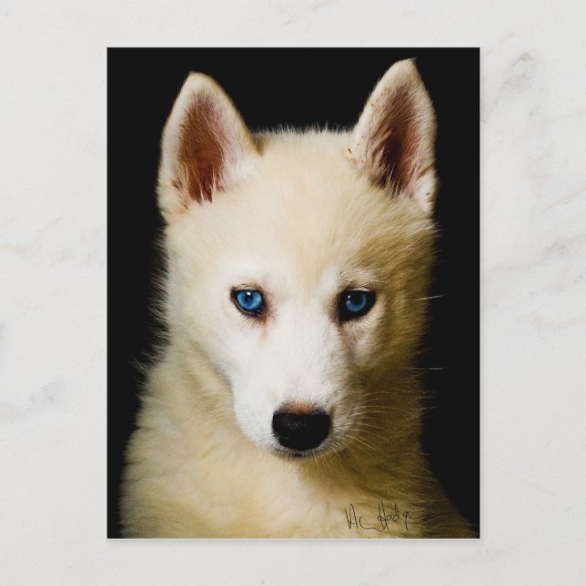 Tehya - Siberian Husky Postcard (Front)