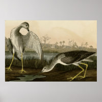 Tell-tale Godwit