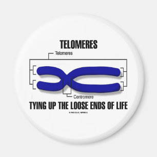 Telomeres Tying Up The Loose Ends Of Life Magnet