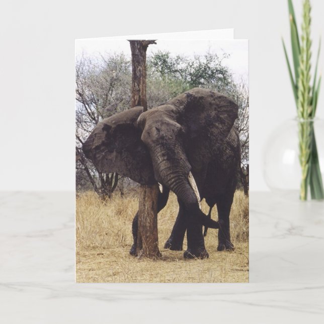 Tembo (Elephant) Scratching Card (Front)
