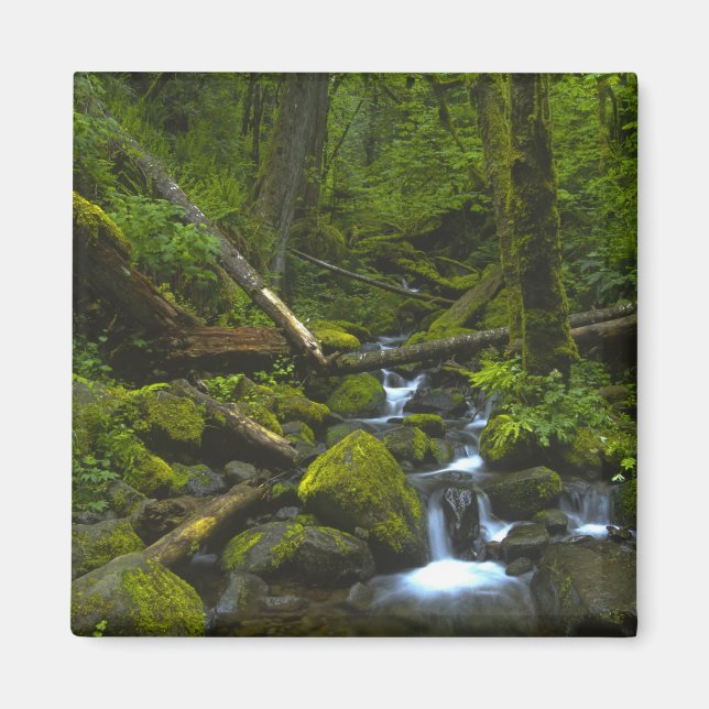 Temperate Rainforest Stream in Columbia River Magnet (Front)