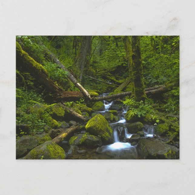 Temperate Rainforest Stream in Columbia River Postcard (Front)