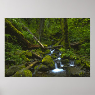 Temperate Rainforest Stream in Columbia River Poster