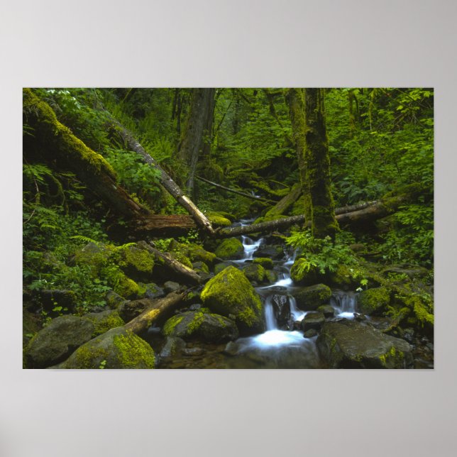 Temperate Rainforest Stream in Columbia River Poster (Front)