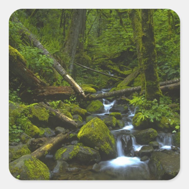Temperate Rainforest Stream in Columbia River Square Sticker (Front)