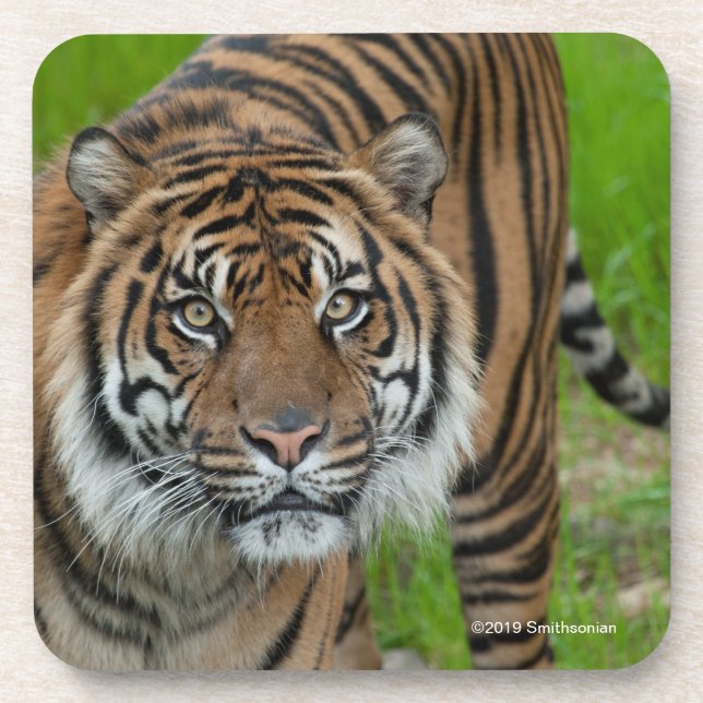 template coaster (Front)