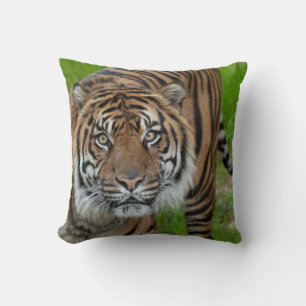 template cushion