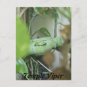 Temple Viper Postcard