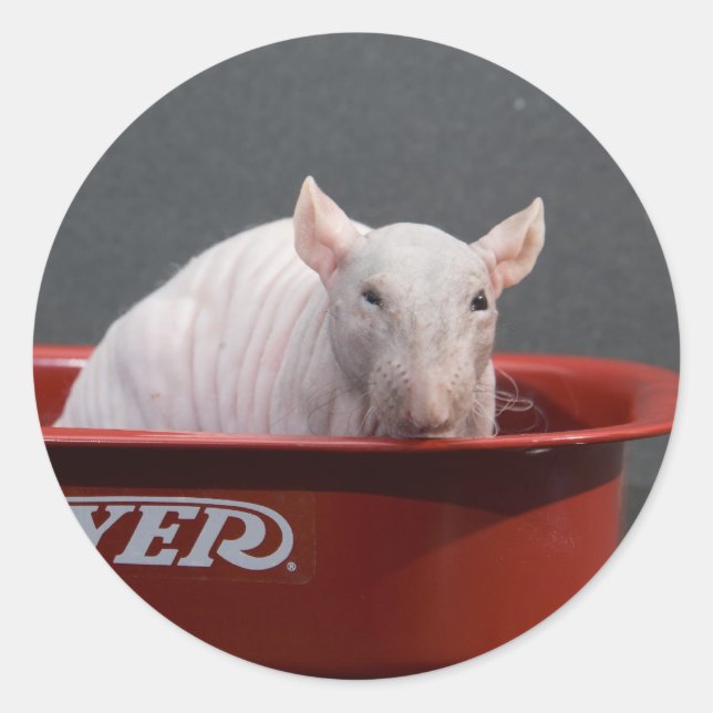 Templeton Classic Round Sticker (Front)