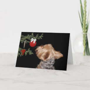 Tempted Yorkie Christmas Holiday Card
